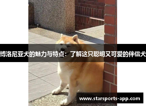 博洛尼亚犬的魅力与特点：了解这只聪明又可爱的伴侣犬